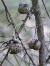 Hakea drupacea