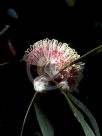 Hakea laurina