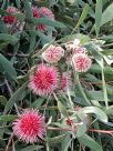 Hakea laurina