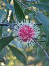 Hakea laurina