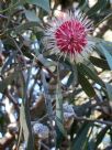 Hakea laurina