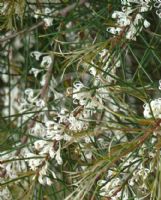 Hakea macraeana