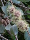 Hakea petiolaris