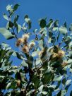 Hakea petiolaris