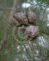 Hakea propinqua