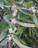 Hakea salicifolia