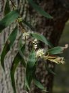 Hakea salicifolia