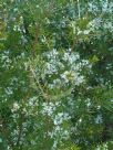 Hakea sericea