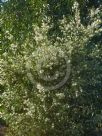 Hakea sericea