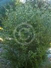 Hakea sericea