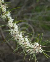 Hakea teretifolia