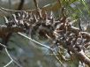 Hakea teretifolia