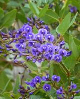 Hardenbergia comptoniana