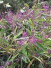 Hardenbergia violacea