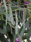 Hardenbergia violacea