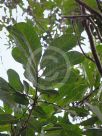 Harpullia hillii