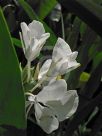 Hedychium coronarium