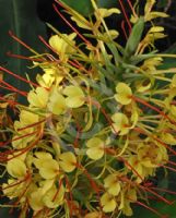 Hedychium gardnerianum