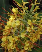 Hedychium gardnerianum