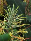 Hedychium gardnerianum