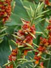 Hedychium gardnerianum
