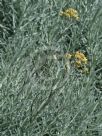 Helichrysum italicum