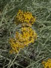 Helichrysum italicum