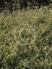 Helichrysum petiolare Limelight
