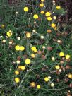 Helichrysum rutidolepis