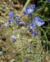 Heliophila coronopifolia