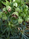 Helleborus foetidus