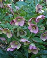 Helleborus orientalis