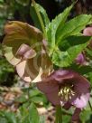 Helleborus orientalis