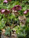 Helleborus orientalis