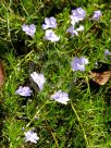 Hemiandra pungens