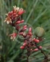 Hesperaloe parviflora