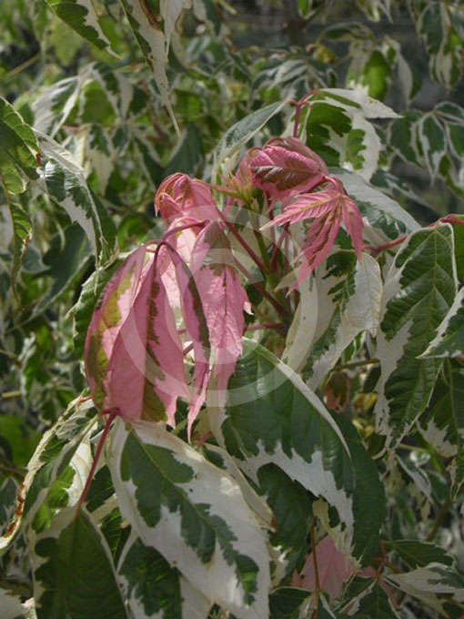 Acer negundo Flamingo Flamingo Box Elder information & photos