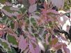 Acer negundo Flamingo