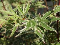 Acer palmatum Butterfly