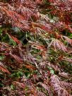 Acer palmatum (Dissectum Group) Seiryu