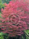 Acer palmatum