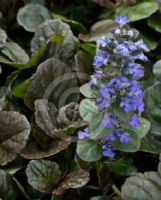 Ajuga reptans Purpurea