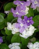 Brunfelsia australis