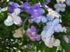 Brunfelsia australis