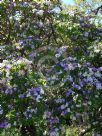 Brunfelsia australis