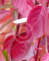 Cornus alba Sibirica