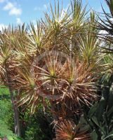 Dracaena marginata Tricolor