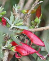 Eremophila glabra