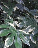 Fatsia japonica Variegata