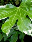 Fatsia japonica Variegata